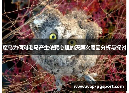 魔鸟为何对老马产生依赖心理的深层次原因分析与探讨 魔鸟为何对老马产生依赖心理的深层次原因分析与探讨
